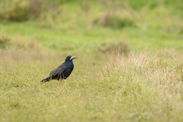 Rook (Corvus frugilegus) a large black bird with a massive beak sits on the grass and looks for food.