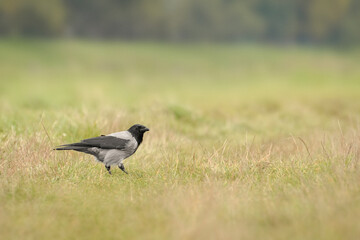 Carrion crow(Corvus corone) a large bird with gray-black plumage and a massive beak sits on the grass and looks for food.