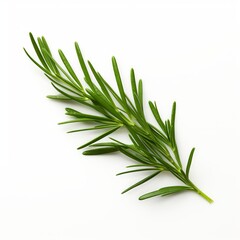 Photo of Juniper Leaf isolated on a white background