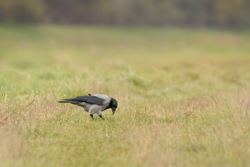 Carrion crow(Corvus corone) a large bird with gray-black plumage and a massive beak sits on the grass and looks for food.