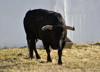 Foto op Plexiglas un toro español con grandes cuernos en españa © alberto