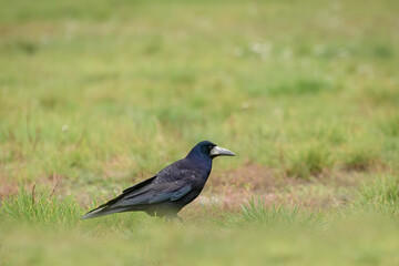 Rook (Corvus frugilegus) a large black bird with a massive beak sits on the grass and looks for food.