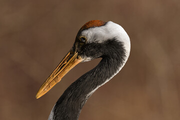 Red-crowned crane (Grus japonensis) A large water bird with a long beak and a long neck. Bird's head profile view.