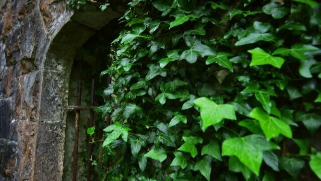 ivy covered wall on castle with camera moving down.
