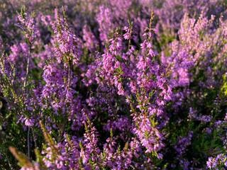 Stunning view of blooming heath with pink purple heather flowers in famous nature park Lueneburger Heide in North Germany	
