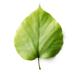 Obraz premium Photo of Poplar Leaf isolated on a white background