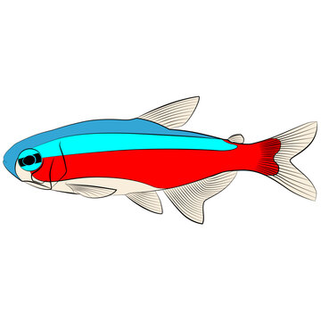 red blue neon cardinal tetra, paracheirodon axelrodi freshwater fish family characidae aquarium tropical freshwater fish graphic illustrations contour lines drawn.