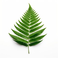 Fototapeta na wymiar Photo of Redwood Leaf isolated on a white background