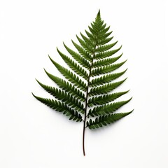 Photo of Redwood Leaf isolated on a white background