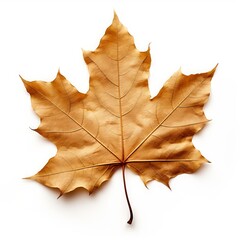 Photo of Sycamore Leaf isolated on a white background