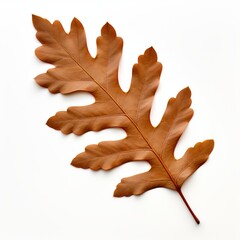 Obraz premium Photo of Willow Oak Leaf isolated on a white background