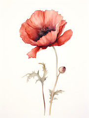 Red poppy flower isolated on a white background, watercolor 