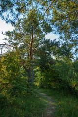 Autumn forest landscape. The rays of the rising sun break through the dense thickets of the forest early in the morning.