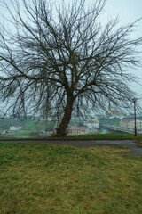 A lonely tree with fluffy branches stands on a hill against the background of the city on an autumn cloudy day. Autumn rainy landscape. The concept of loneliness and longing, terminated relationships
