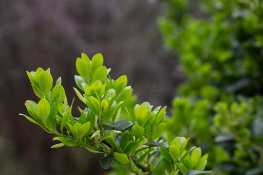 Fresh green buxus (Buxus sempervirens) leaves. Close-up of evergreen bush boxwood in the nature. Concept: Greenery, nature texture.