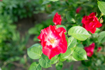 rose flowers. red rose. summer. red flower. rose. flowerbed