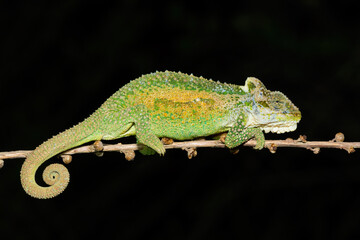 Beautiful camouflage colors of the Midlands Dwarf Chameleon (Bradypodion thamnobates)