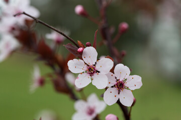 Prunus cerasus flowering tree flower, beautiful white petals tart dwarf cherry flowers in bloom.Garden fruit tree with blossom flowers