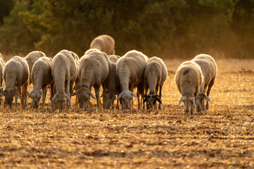 Obraz na płótnie Canvas Sheep grazing in the field after harvest