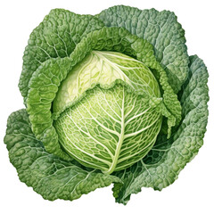 Fototapeta premium Savoy cabbage