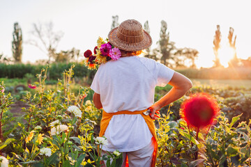 Back view of gardener holding bouquet of dahlias with pruner picking blooms on rural flower farm at...