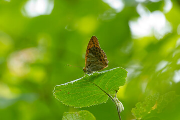 Fototapeta na wymiar Silver-washed Fritillary (Argynnis paphia) butterfly sitting on a green leaf in Zurich, Switzerland