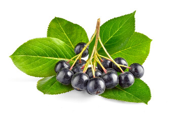 Black rowan berries on the green leaves. Isolated white background