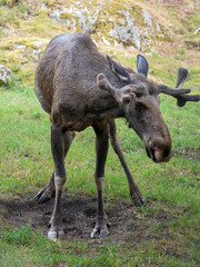 Moose standing on the grass