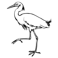 Black and white vector line art illustration of heron.