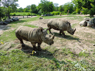 Two big rhinos after getting out of the water