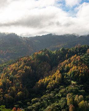 Paisaje de amanecer en Parque Nacional La Tigra, Tegucigalpa, Honduras. Con Liquidambar y pinos.
