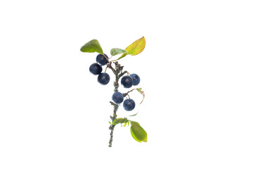 a close up of a plant with blue berries, typical September plant, wild thorn