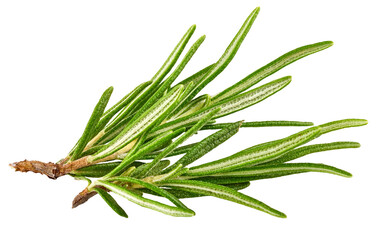 Fototapeta premium Fresh Rosemary Herb bunch. Gardening farming fragrant herb rosemary spice, isolated on white background. PNG
