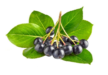 Black rowan berries on the green leaves. Isolated white background. PNG.