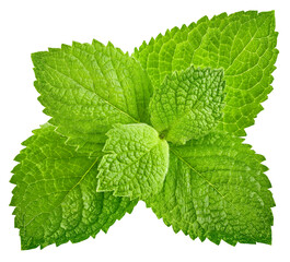 Fresh leaf of mint green herbs ingredient for mojito drink, isolated on white background. Mint leaves cutout. PNG