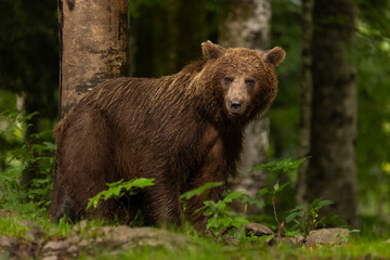 Fototapeta premium Braunbär im Wald