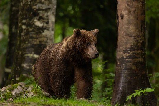 Braunb&auml;r im Wald