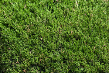 natural pattern green tree leaves