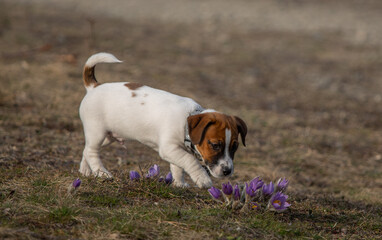 Young Jack Russel Terrier puppy is playing with a spike