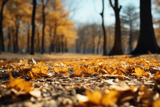 Golden leaves flutter down from trees, creating a carpet of vibrant colors on the ground. Concept of Fall Foliage. Generative Ai.