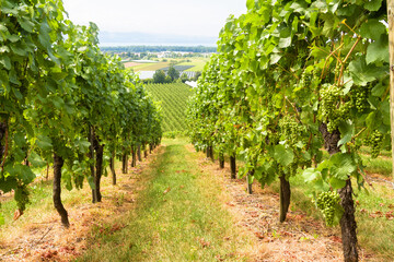 Fototapeta na wymiar Vineyard rows overlooking grape field, wine farm in valley