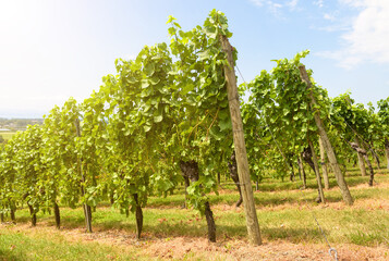 Fototapeta na wymiar Vineyard rows on grape field on sunny day, wine farm in valley
