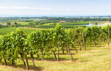 Fototapeta na wymiar Landscape with vineyard rows on grape field, wine farm in valley