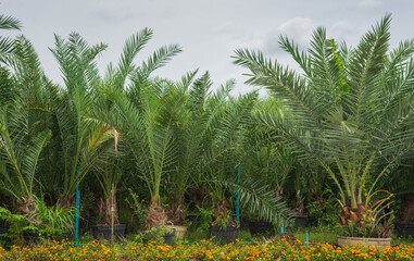 Obraz premium Date Palm Garden