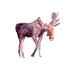 Animal elk is hand-drawn in watercolor. Big brown elk. Isolated on white background. Used for holiday and New Year cards, images of nature.