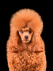 Headshot of apricot toy poodle
