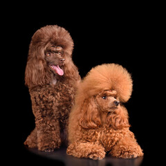 Two bright toy poodles