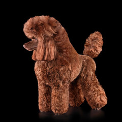 Bright chocolate toy poodle
