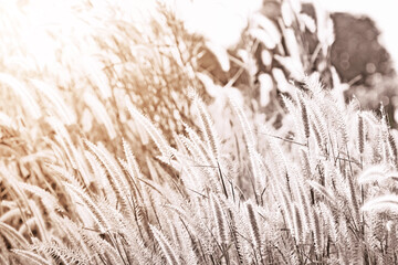 Pampas grass with light blue sky and clouds. Cortaderia selloana, pampas grass is beautiful under blue sky.