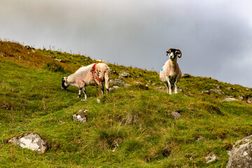 Obraz premium Sheeps in Wicklow mountains